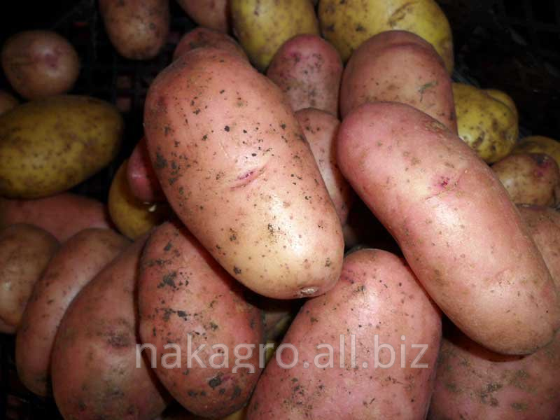 Картофель "сифра": описание сорта, характеристики и фото картошки