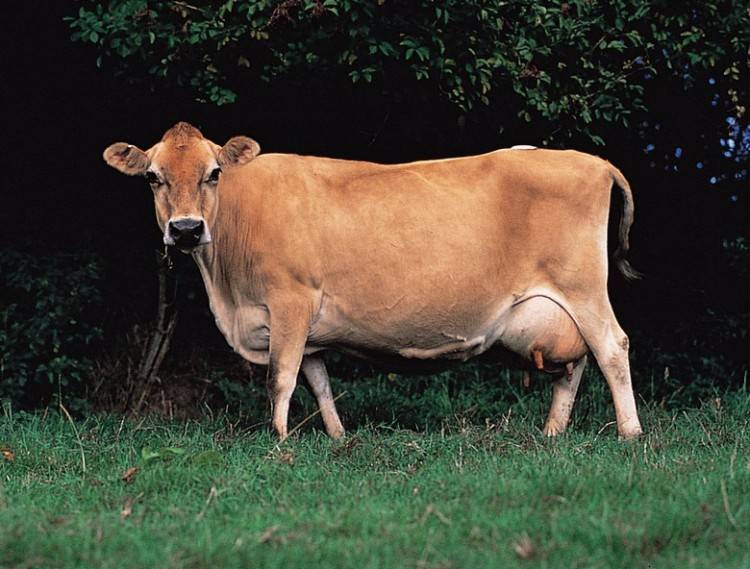 Джерсейская корова: особенности разведения и ухода