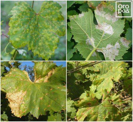 Краснуха винограда: лечение и причины возникновения болезни, почему краснеют листья и появляются пятна, что с этим делать?