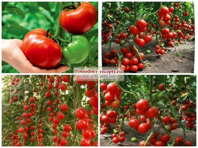 Правильный полив помидоров в теплице: описание, схема, фото и видео. надо ли поливать в период плодоношения