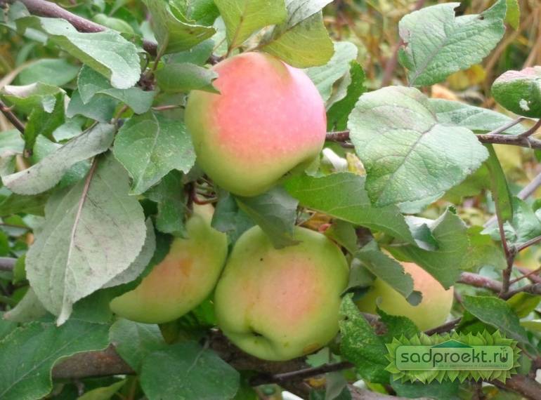 Яблоня «северный синап»: выращивание и уход