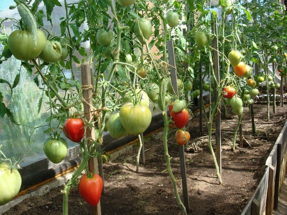 Томаты в теплице: как правильно формировать куст помидора