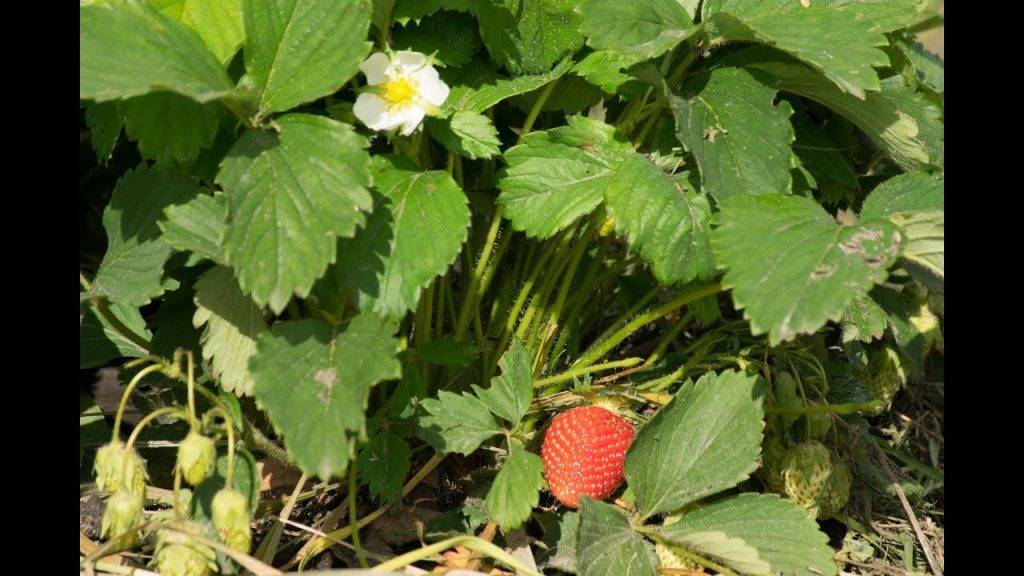 Полевая клубника – как правильно посадить и ухаживать, как быстро собирать ягоды?