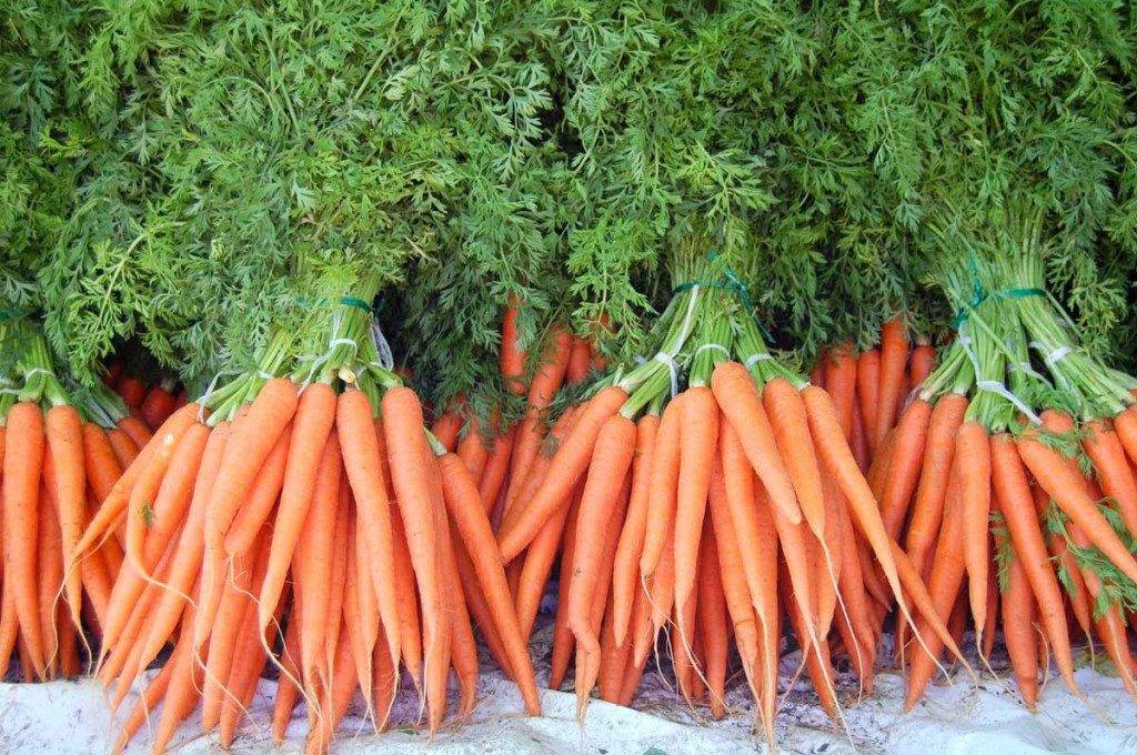 Какие сорта моркови выращивать в сибири?