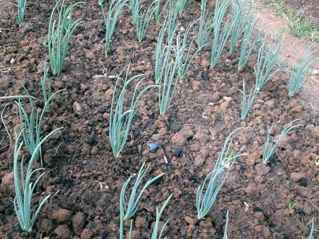 Когда и как сажать (сеять) лук севок в открытый грунт весной в 2020 году по лунному календарю