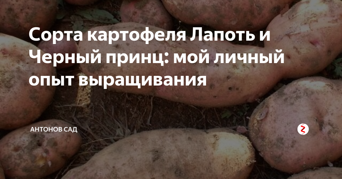 Картофель "луговской": описание сорта, фото, рекомендации по выращиванию