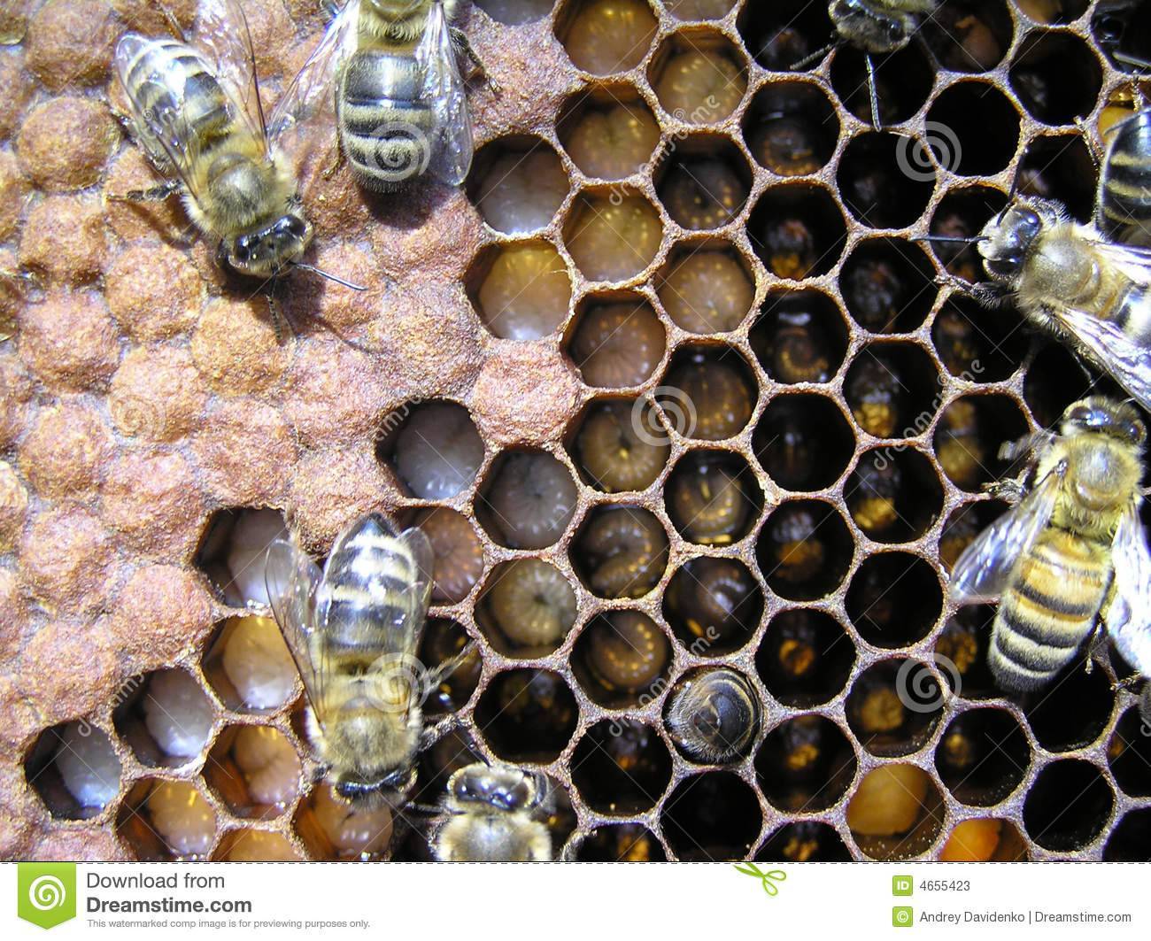 Развитие пчелы по дням: стадии развития ' пчелы '