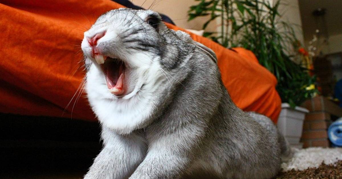 Кролики чихают: почему это происходит, сопли, что делать и как лечить ринит