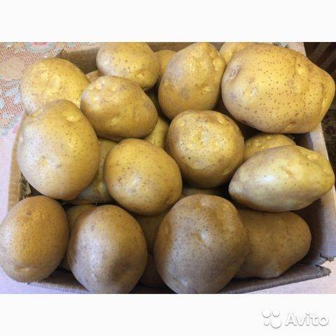 Сорт картофеля «артемис»: характеристика, описание, урожайность, отзывы и фото