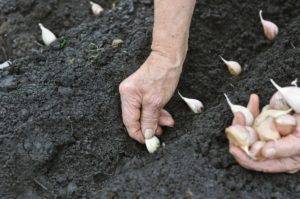 Как выращивать чеснок крупный: советы садовода
