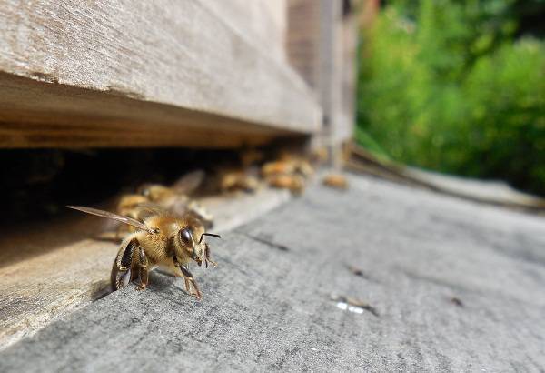Почему пчелы кучкой сидят на прилетной доске и ничего не делают и не летают