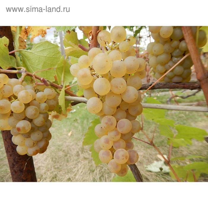 Сорт винограда шардоне и его агротехнические особенности
