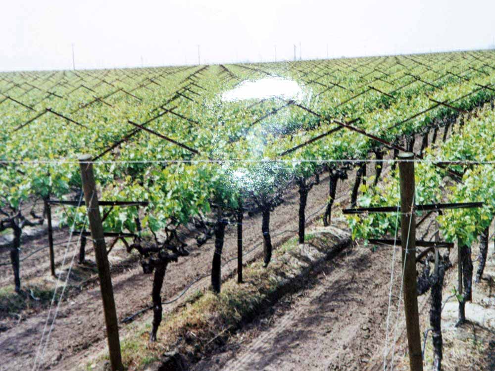 Почва для винограда - состав, кислотность и подбор почвосмеси (115 фото + видео)