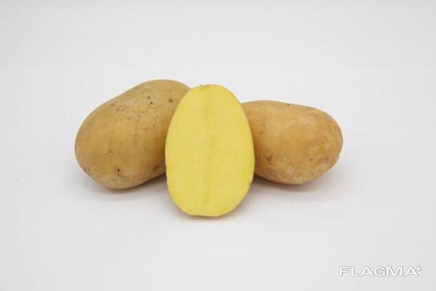 Сорт картофеля «колетте»: характеристика, описание, урожайность, отзывы и фото