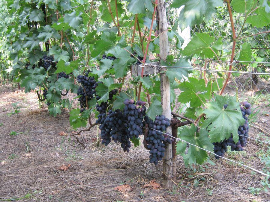 Лучшие сорта винограда для ленинградской области описание и фото