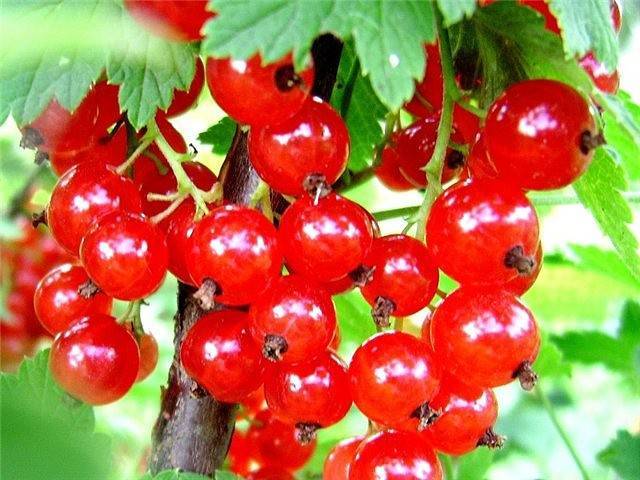 Красная смородина ранняя сладкая - обильный урожай в начале лета