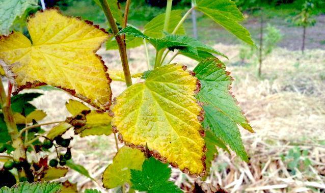 О чем «говорит» лист винограда