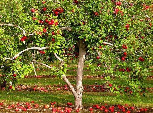 О яблоне: где растет, сколько лет живет, полезные свойства и противопоказания