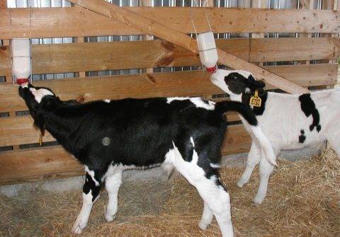 Как кормить теленка сухим молоком