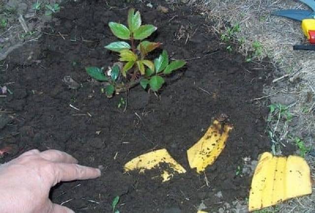 Удобрение из банановой кожуры для растений: подкормка и способы, полезные свойства, минусы