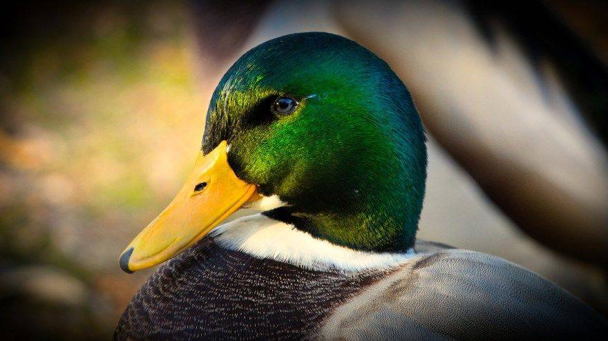 Чем кормят диких уток? что можно давать уткам зимой в парке и на пруду? чем питаются птицы в природе? едят ли они хлеб? чем нельзя подкармливать?
