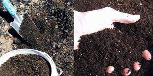 Подготовка семян огурцов к посеву на рассаду: как правильно подготовить посевной материал, надо ли замачивать и проращивать перед посадкой