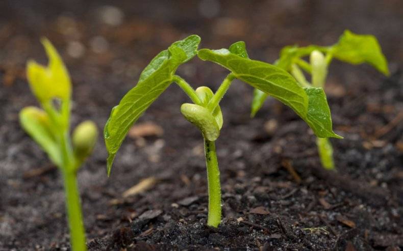 Как вырастить стевию из семян дома: секреты посадки и ухода, советы по подготовке