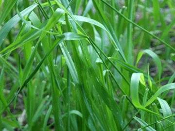 О траве пырей: как выглядит растение, свойства и характеристики, где применяется