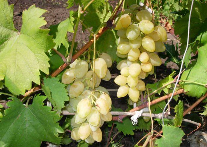 О винограде Мускат белый: описание и характеристики сорта, посадка и уход