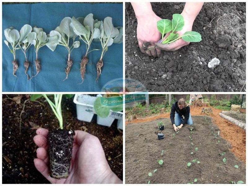 Подкормка капусты в открытом грунте: 4 совета и 4 этапа