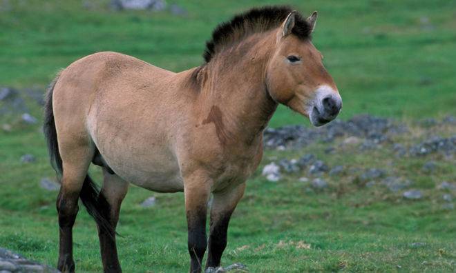 Лошадь пржевальского: особенности и среда обитания