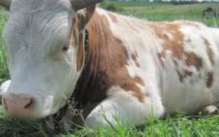 Отел коровы: признаки и подготовка к родам