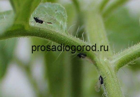 Как избавиться от совки на помидорах с помощью химических и народных средств, меры профилактики