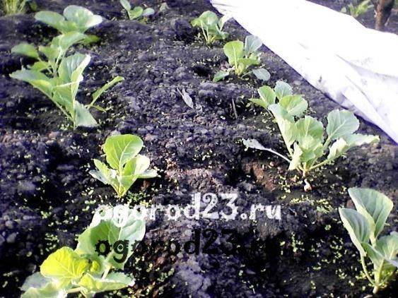 Выращивание капусты. как собрать семена капусты