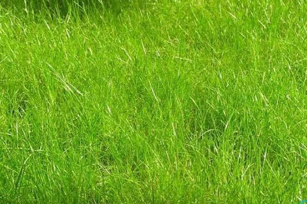Мятлик луговой обыкновенный: описание растения