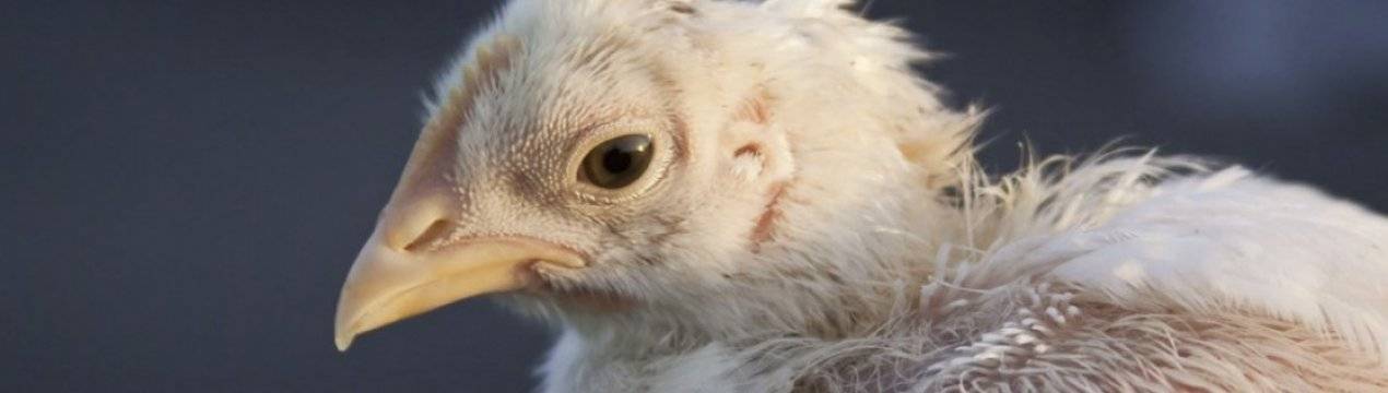 Куриные вши – как избавиться и чем вывести птичьих паразитов, препараты и народные средства