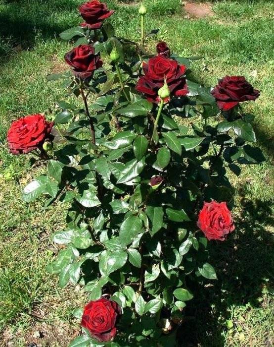 Эффектная черная роза – как получить необходимый оттенок?