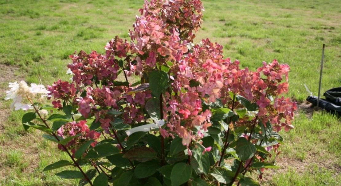 Цветок гортензия садовая: описание видов и сорта на фото
