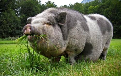Высокопродуктивные свиньи крупной черной породы