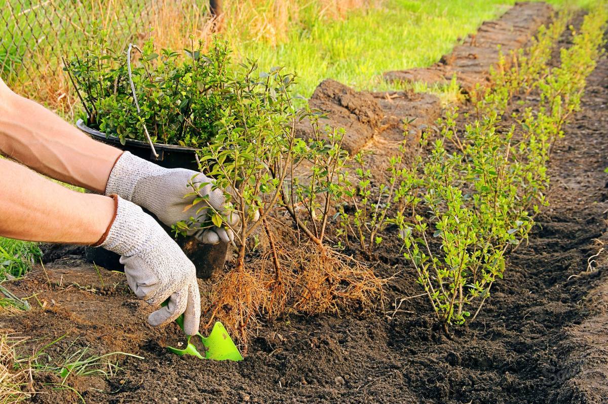 Как посадить барбарис в открытом грунте? правила ухода