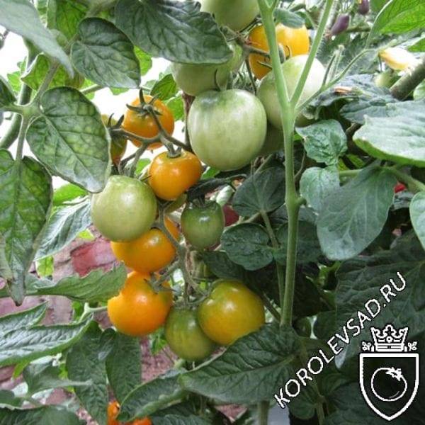 Как посеять на рассаду томаты и когда это сделать – пошаговый мастер-класс с фото