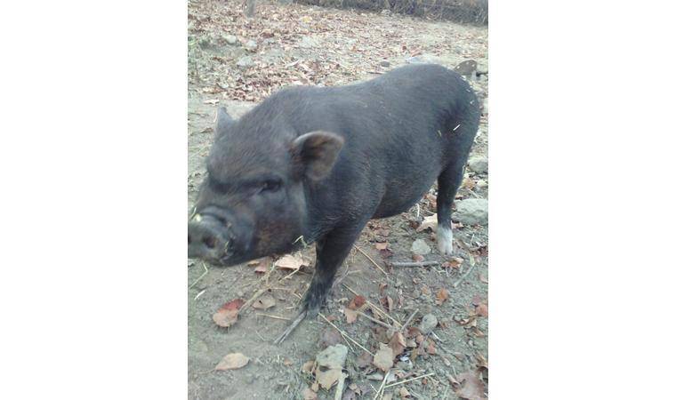 Отзывы владельцев вьетнамских вислобрюхих свиней