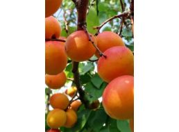 Гибрид сливы и абрикоса - как посадить, вырастить, ухаживать и размножать гибрид
