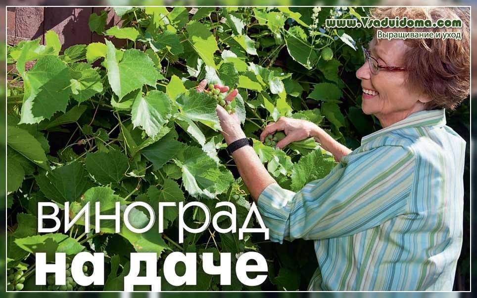 Как вырастить виноград из косточки: инструкции, подготовка, проращивание, посадка в грунт и уход