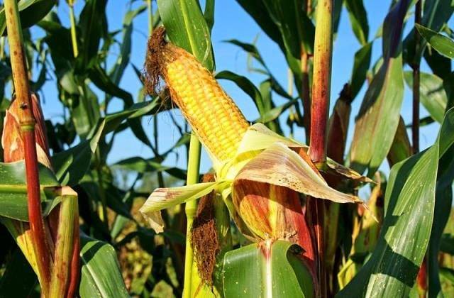 Учимся ухаживать за кукурузой в условиях открытого грунта