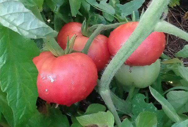 Выращивание помидоров по маслову – увеличение урожая в 8 раз: описание метода, особенности подготовки почвы и семян томатов, а также инструкция по посадке и уходу