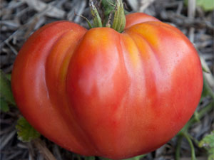 Как вырастить «малиновый гигант», посадка и уход за томатами на огороде