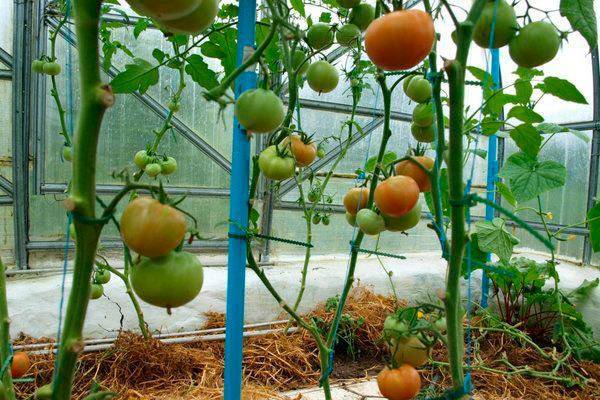 Когда обрывать листья у томатов в теплице, как обламывать нижний лист у помидор
