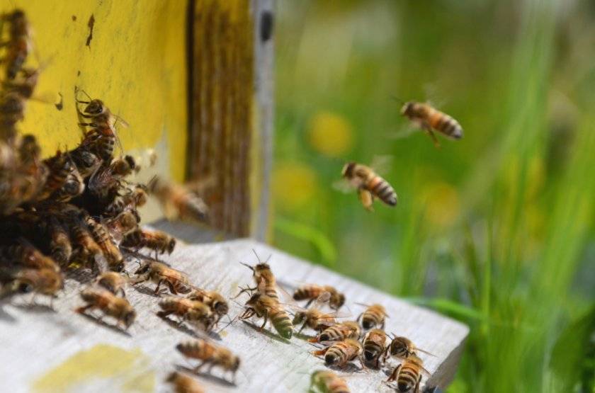 Как избавиться от пчел: на своем участке, от соседских, защита от диких, чего боятся, какие растения не любят, как отвадить