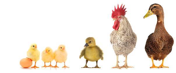 Как определить пол цыпленка?